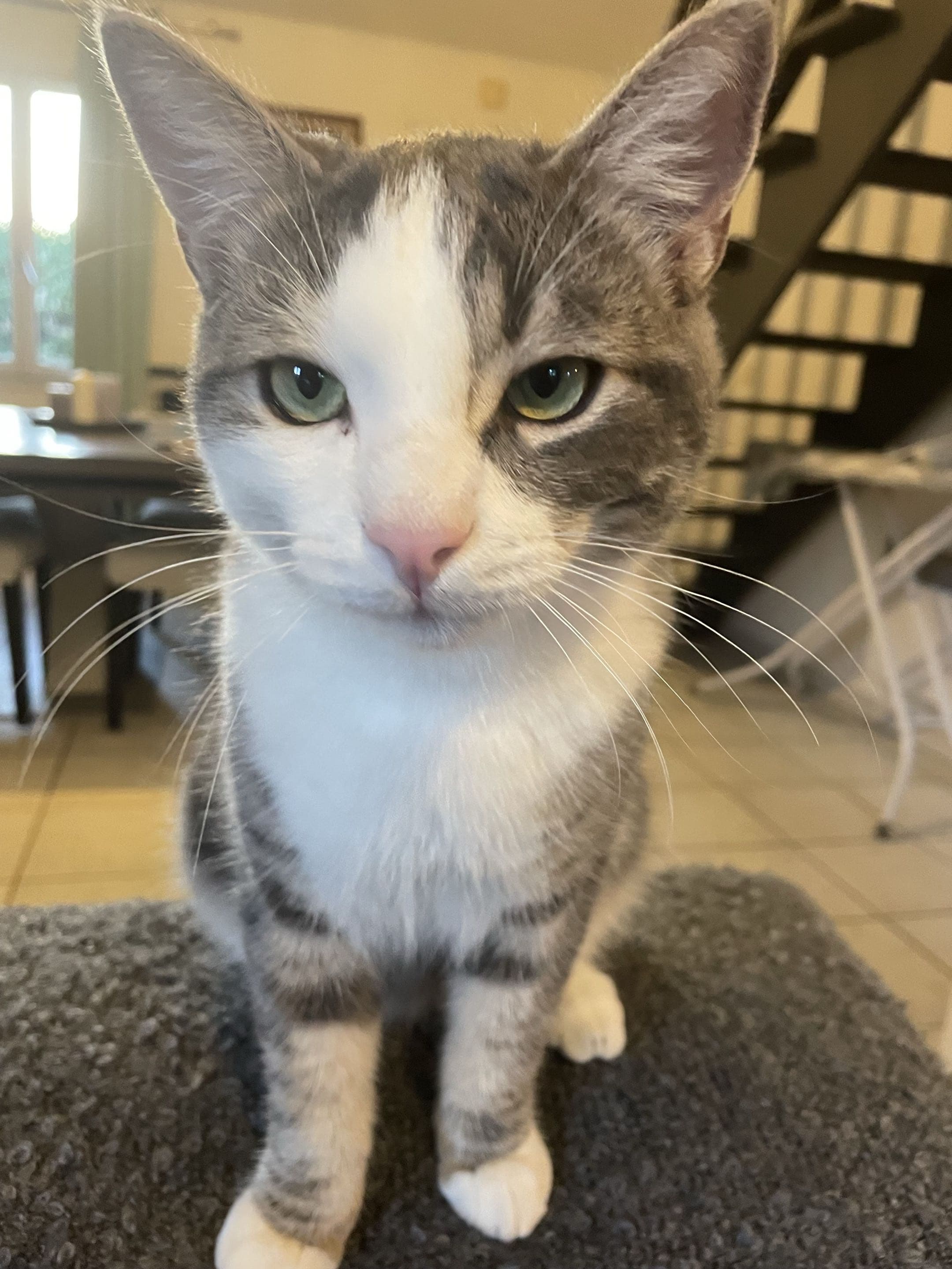 Tito, le chat de la maison